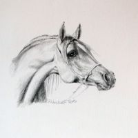 Arabian stallion, 15 x20 cm